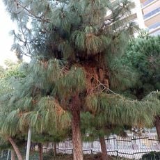 Drzewo
