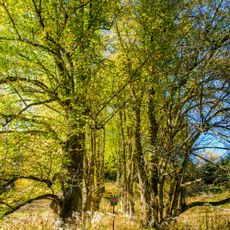 Křížové stromořadí