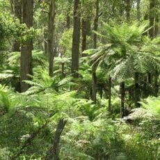 Werrikimbe National Park