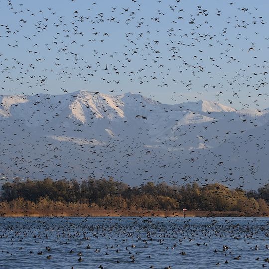 Rheindelta