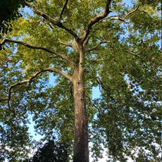 Tree, tourist attraction