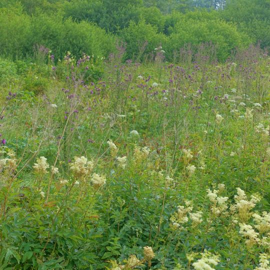 Höchenschwander Moor