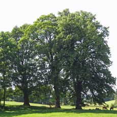 Skupina v Konraticích