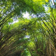 The Bamboo Cathedral