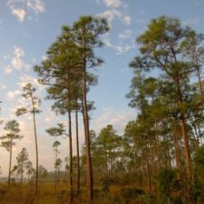 South Florida rocklands