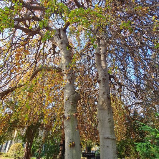 Zwei Süntelbuchen auf dem Johannesfriedhof in Meißen-Cölln