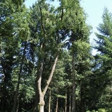 Arboretum Bukovina