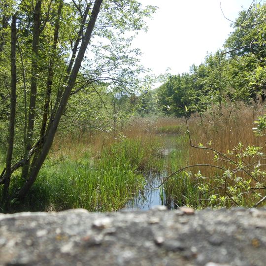 Donauauen zwischen Offingen und Peterswörth