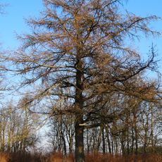 Riškaičių maumedis