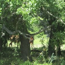 Natural rezervation access point