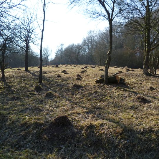 Zone Humide Du Moulin De Velving Téterchen