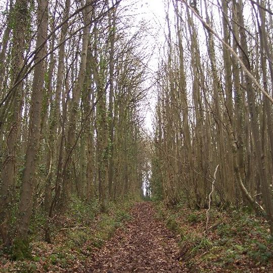 Collinpark Wood SSSI