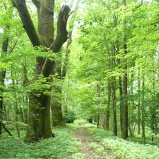 Úlibická bažantnice