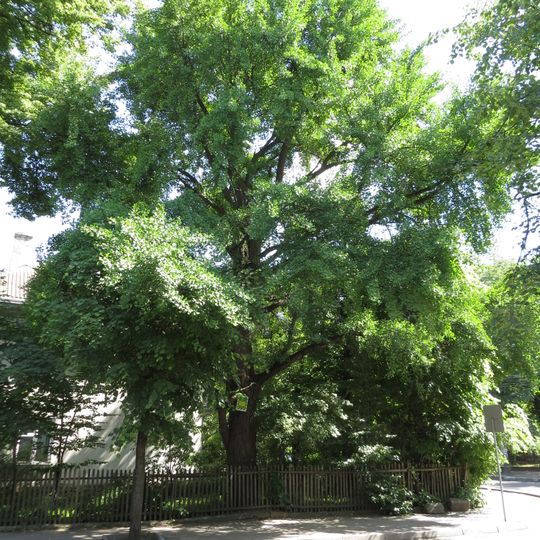 Ginkgo biloba, Vasyliianok, Ivano-Frankivsk