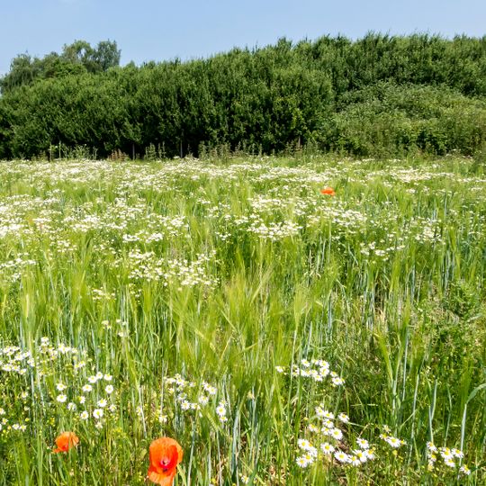 LSG-Osthang des Rurtales zwischen Juelich und Broich