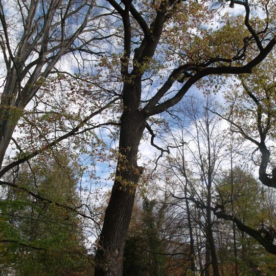 Naturdenkmal [[Eichen