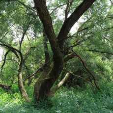 FND Ilsfeld Feuchtgebiet am Tiefenbach
