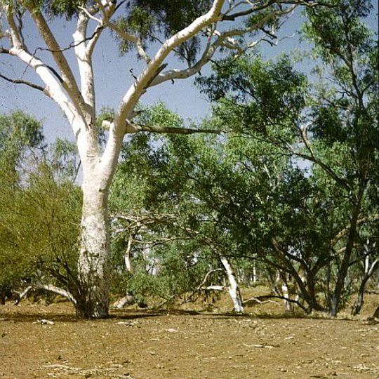 Moonah Creek Hanging Tree