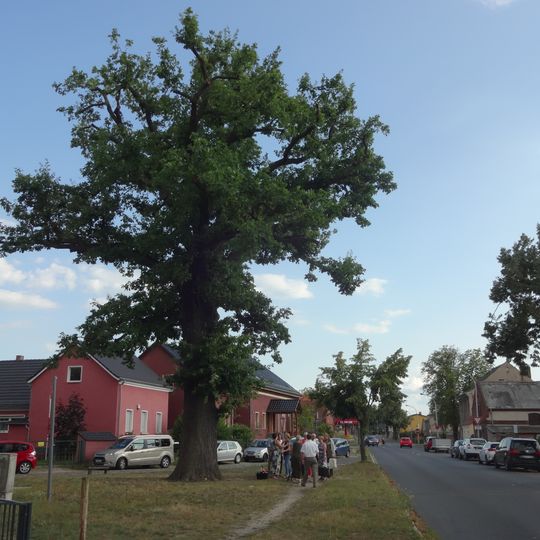 Naturdenkmal Friedenseiche Dorfaue, S Kirche; Flur 18, Flurstück 195 in Glasow