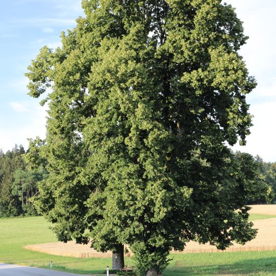 Zwei Linden beim Koller Kreuz