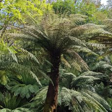 Trewidden Garden