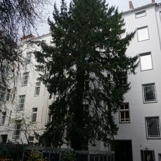 Gemeine Eibe Malplaquetstraße 41