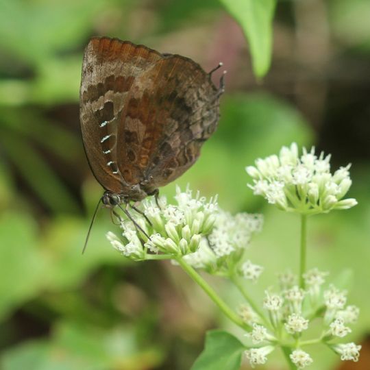 Parco nazionale di Mount Manipur