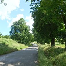 Lipo-jírovcová alej podél silnice k Novému dvoru