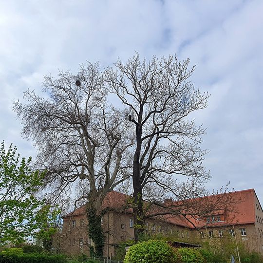 Platane und Esche in der Bahnhofstraße