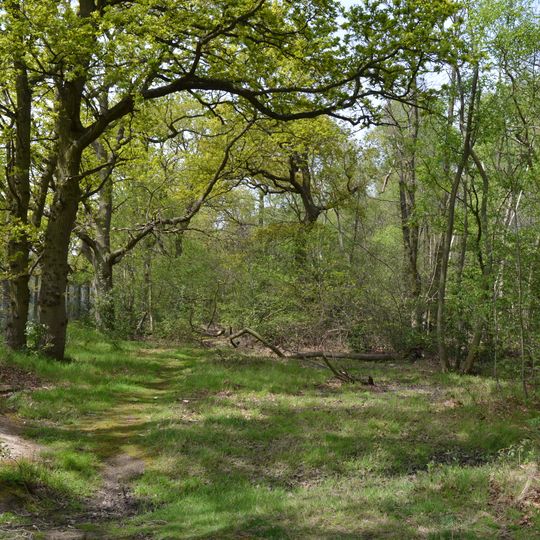Bullock Wood
