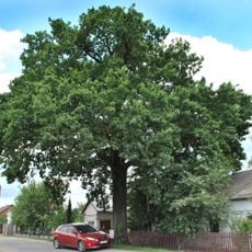 Zolotyi Potik Quercus N2