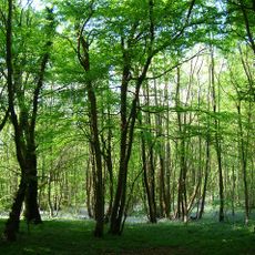 Maplehurst Wood
