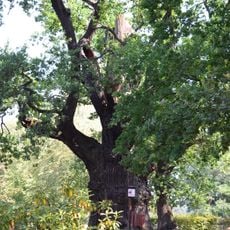 Rieseneiche in Hornow