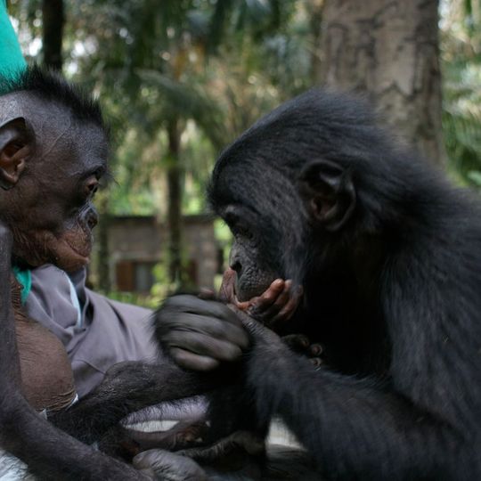 Lola ya Bonobo