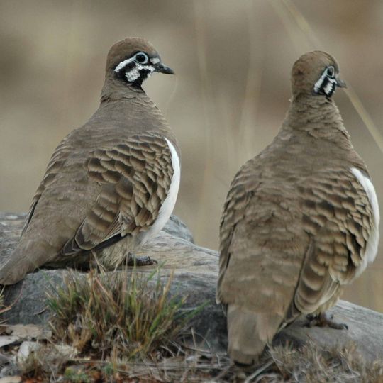 Moorrinya National Park