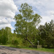 Береза чорна