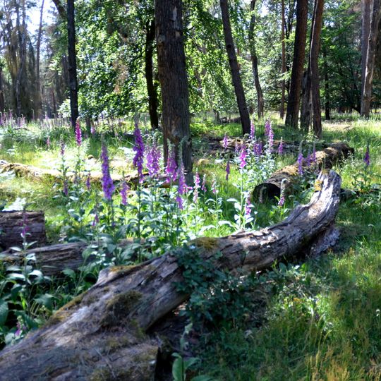 Mönchbruch und Wälder bei Mörfelden-Walldorf und Groß-Gerau