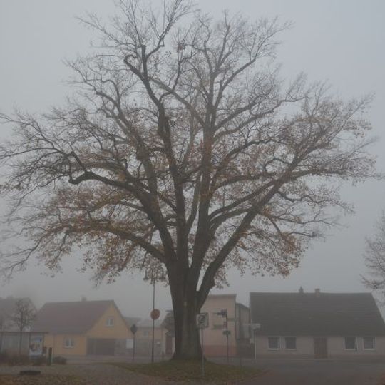 Naturdenkmal Stiel-Eiche Töpferstraße auf einem Straßendreieck in Joachimsthal