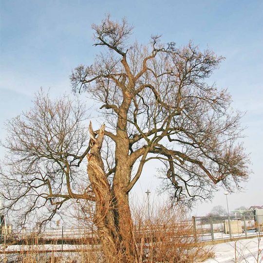 Babyka u Dolního Přímu