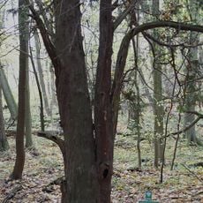 Nature reserve Cisy Staropolskie