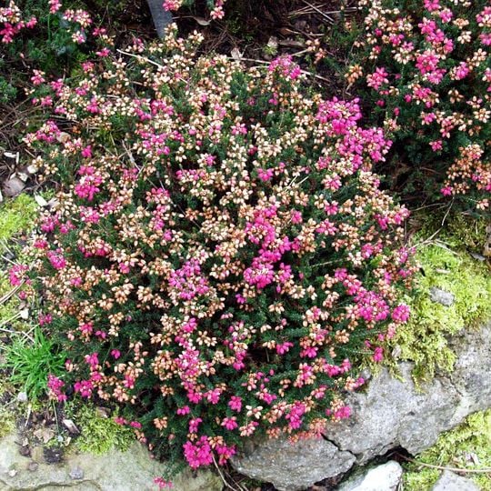 Jardín Botánico de Duisburgo-Hamborn