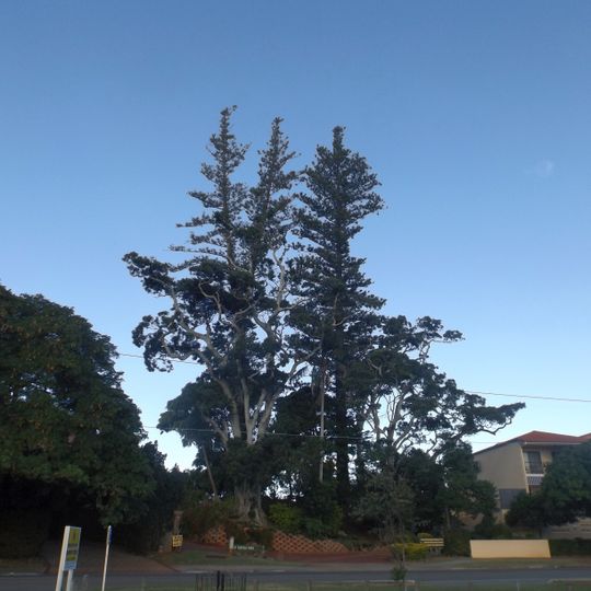 Norfolk Island Pine Trees, Cleveland