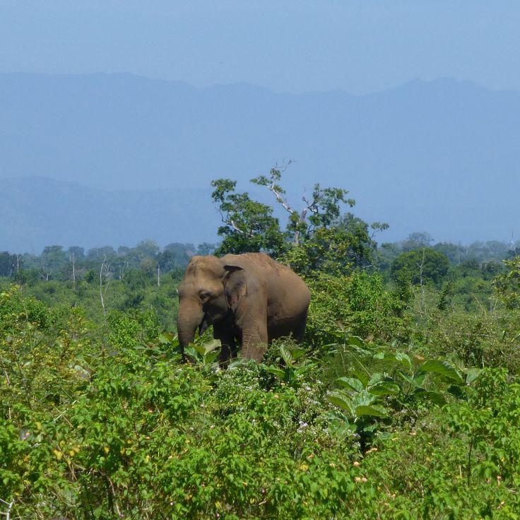 Udawalawe National Park