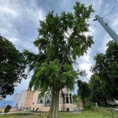 Naturdenkmal Ginkgo Heilbronner Straße in Frankfurt