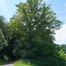 Eiche am Wasenberg