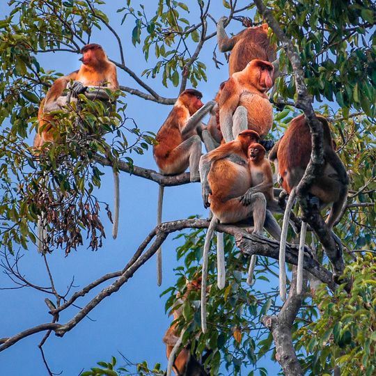 Nationalpark Tanjung Puting