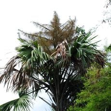 Parc national de Thap Lan