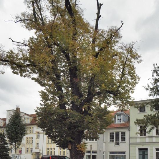 Naturdenkmal Winter-Linde „Wunderlinde“ im Vorgarten Schicklerstr.26 in Eberswalde