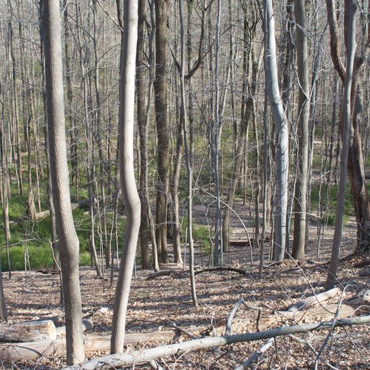 Moggy Hollow Natural Area