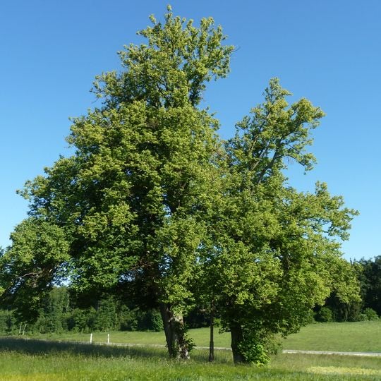 2 Linden mit Feldkreuz nordöstl.Rotensohl